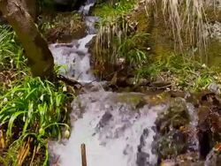 DS Snowdrops growing by the creek Stock Footage