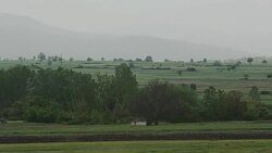 Insects in the grass in early spring Stock Footage