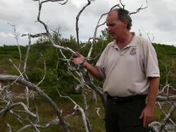 Climate Change Impacts South Florida Ecosystems Stock Footage