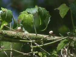 Atta worker ants Stock Footage
