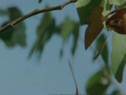 CU Mopane tree, Colophospermum mopane, falling from branch, Botswana, Africa Stock Footage