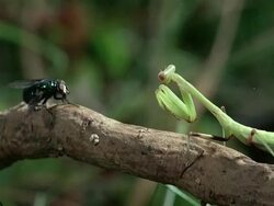 MS, Preying mantis catching housefly Stock Footage