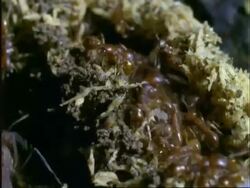 Army Ants ?, MS ants carrying eggs in a line, Panama Stock Footage