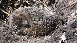 Hibernation Instructional Video