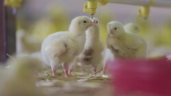 Baby chicken at the farm drinking water Stock Footage