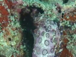 Blue Ring Octopus Stock Footage