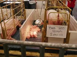 Farm sows with piglets in cages at a 4H State Fair exhibit. Camera dollies left to right. Stock Footage