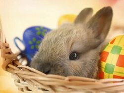 HD1080:Easter bunny Stock Footage