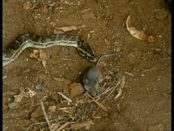 MS Python attacks prey and constricts prey, Kenya Stock Footage