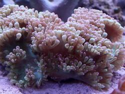 aquarium fish Stock Footage