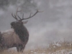 MS Bull elk bugling in blizzard during rut AUDIO / Estes Park, Colorado, United States Stock Footage