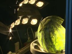 CU Shot of Watermelons moving by conveyer belt through light equipment / Chungcheongnamdo, South Korea Stock Footage