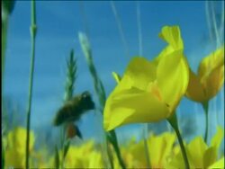Bee hovering at yellow Goldpoppy, Sonoran desert, USA Stock Footage