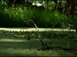 Tracking shot close through swamp Stock Footage