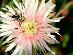 beetle on a flower Stock Footage