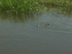 Crocodile (family Crocodylidae) in South Alligator River, Kakadu National Park, NT, Australia Stock Footage
