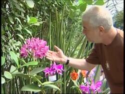 Rio in bloom as annual orchid festival gets under way News Clip