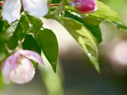 SLO MO Water drops dripping off the apple leaf Stock Footage
