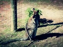 Kangaroo Stock Footage