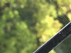 Spider web in wind 2 - HD/SD 30F Stock Footage