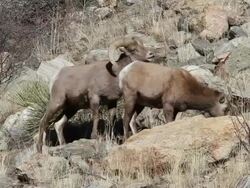 MS Shot of large bighorn ram sniffing ewe / Estes Park, Colorado, United States Stock Footage