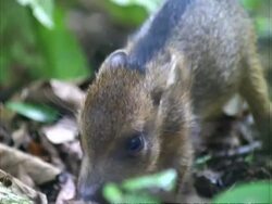 Peccary piglet, CU.  Panama. Stock Footage