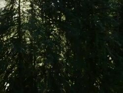 Conifer Forest Stock Footage