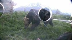 A bear investigates a dummy outside a bear box. Stock Footage