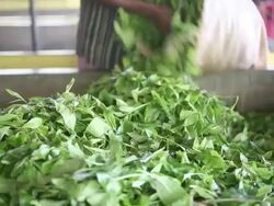 Ceylon tea factory Stock Footage