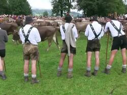 MS Viehscheid at Schollang near Oberstdorf, ceremonial driving down of cattle from mountain pastures into valley in autumn at Allgau Alps / Oberstdorf, Bavaria, Germany Stock Footage