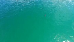 Frolicking in the ocean Stock Footage