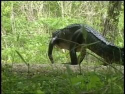 Alligator walking across ground then down into grass, away from camera, rear view, Brazos Bend State Park, Texas, USA Stock Footage