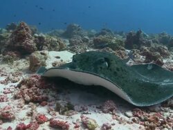 Marble Ray (Taeniura meyeni) gets cleaned by Moon Wrasses (Thalassoma lunare) then leaves, profile, front view, Vaavu Atoll, The Maldives Stock Footage