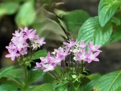 Butterfly Closeup Stock Footage