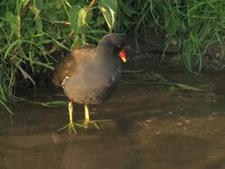 Coot Stock Footage