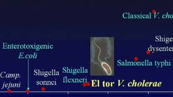 Paul Ewald: Can we domesticate germs? Instructional Video