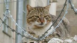 Cat on a fence with barbed wire Stock Footage