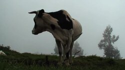Cow in mist Stock Footage