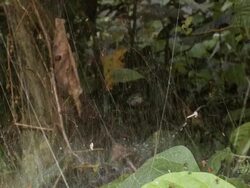 Social spiders climbing in their web at night Stock Footage