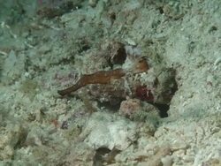 Robust Ghost Pipefish Stock Footage