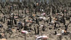 Fiddler crab forest Stock Footage