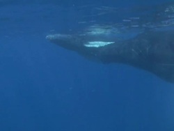 Humpback Whales Stock Footage