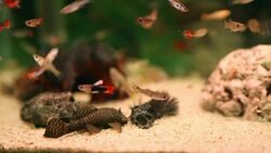 Aquarium full of colorfull fish Stock Footage