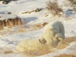  MS PAN Two polar bears fighting each other on snow / Churchill, Manitoba, Canada Stock Footage