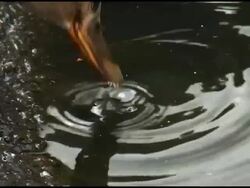 Duck Drinks Water: Female Mallard. Close Up Stock Footage