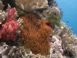Corals and anemone and clown fish, Southern Visayas, Philippines Stock Footage