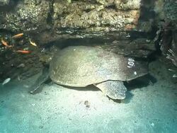 MS Shot of Loggerhead turtle sleeping or resting under ledge of reef / Aliwal Shoal, Kwa Zulu Natal, South Africa Stock Footage