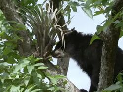MS Spectacled bear on tree / ChaparrÃŒ_ Ecological Reserve, N/A, Peru    Stock Footage