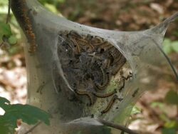 Worm package Stock Footage