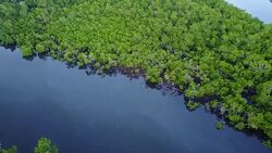 Aerial Footage Of Tropical Mangroves In Northern Australia Stock Footage